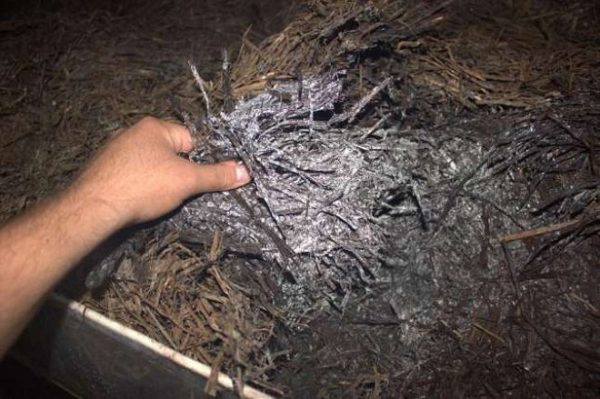  Ready compost for mushrooms