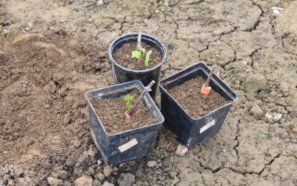  Planted Chubuk in pots