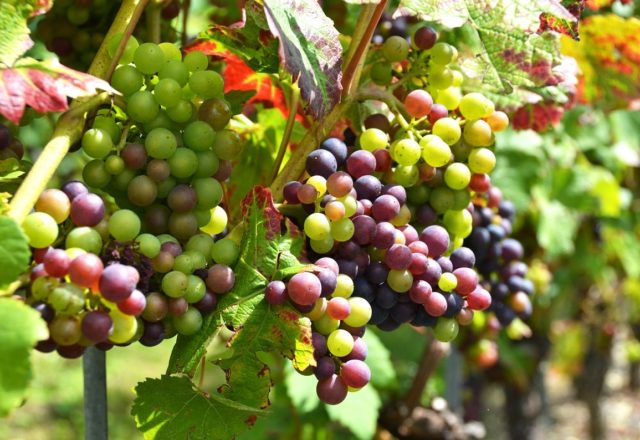  Immature grapes