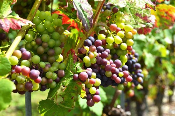  Immature grapes