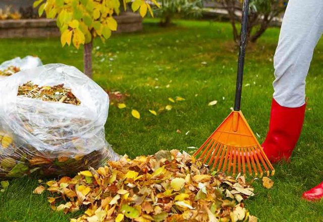  compost da foglie di alberi in sacchetti
