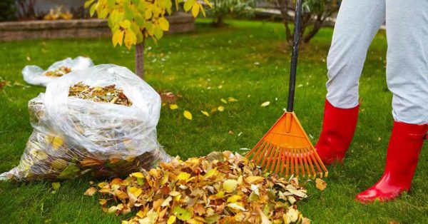  compost da foglie di alberi in sacchetti