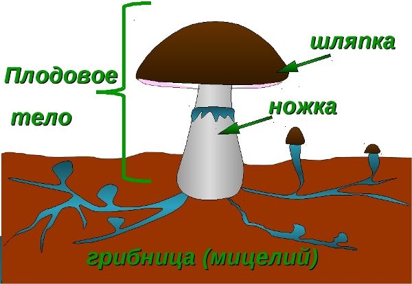  Hat Mushroom Structure