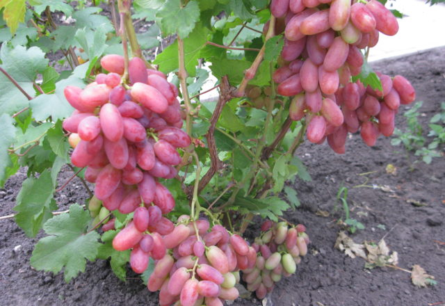  Julian grapes