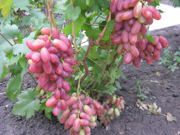  Julian grapes