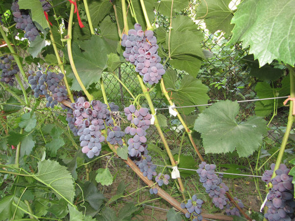  Ripening grade jupiter