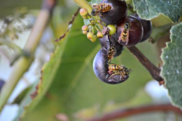  The most dangerous enemy of the variety is the wasps