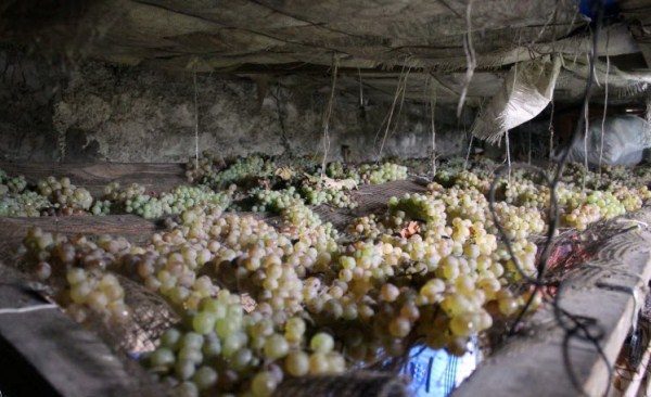  Storage of grapes in the cellar