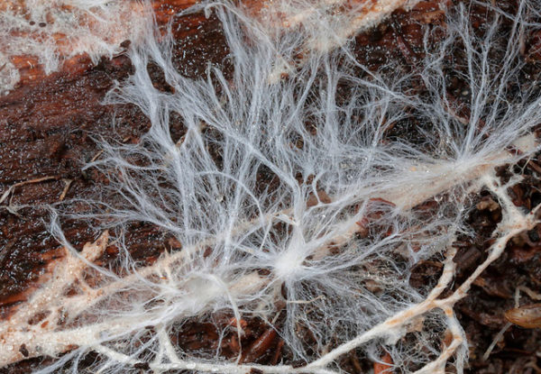  Mushroom mycelium