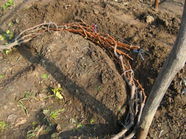  Bending grapes into a dug trench
