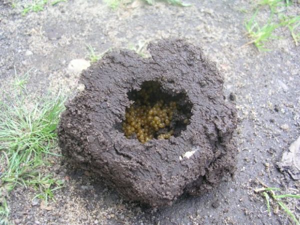  Bear larve