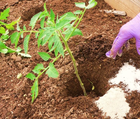  Îngrășământ de răsaduri de tomate cu sulfat de potasiu