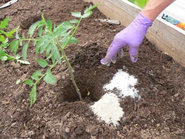  Concime di pomodoro con nitrato di potassio