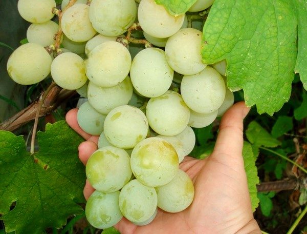  Bunch of grapes kesha closeup