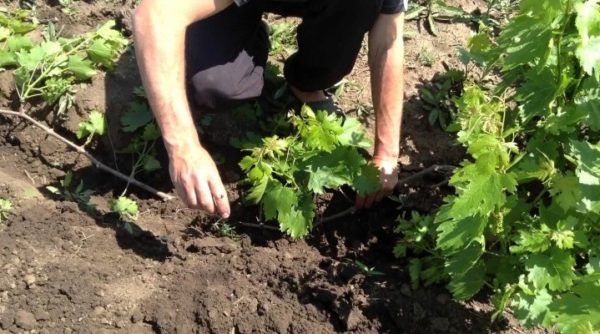  The process of reproduction of grapes layers