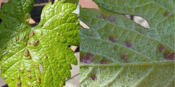  Signs of grape mite infestation