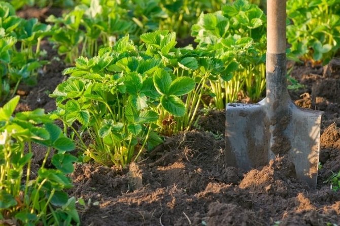  Feed for strawberries