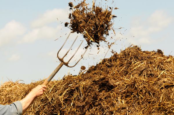  Sterco di vacca come fertilizzante