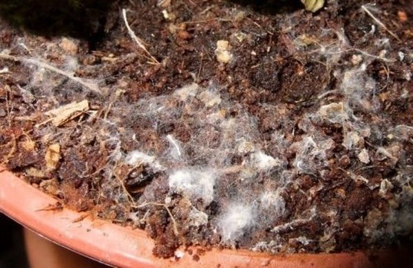  La placca bianca sul letame indica la presenza di spore in esso