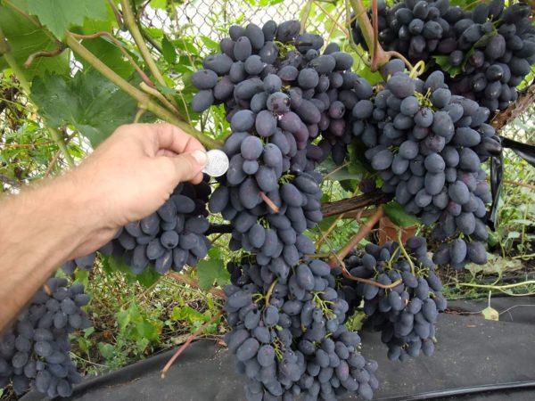  Codreanka - one of the best dark varieties