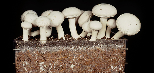  Setas de compost