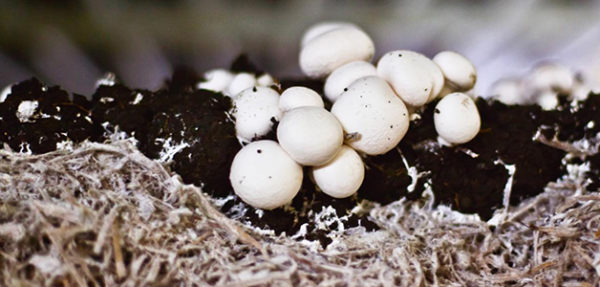  On the right compost mushrooms grow