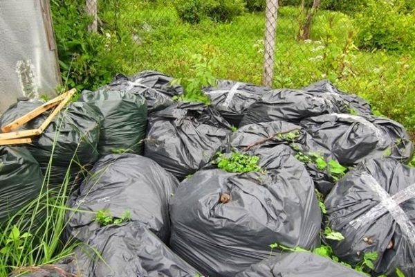  Oltre al compost, puoi aggiungere piante ricche di azoto.
