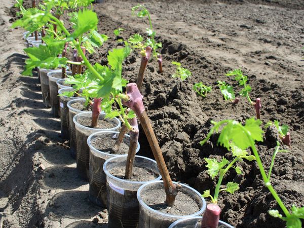  The most popular breeding method - seedlings
