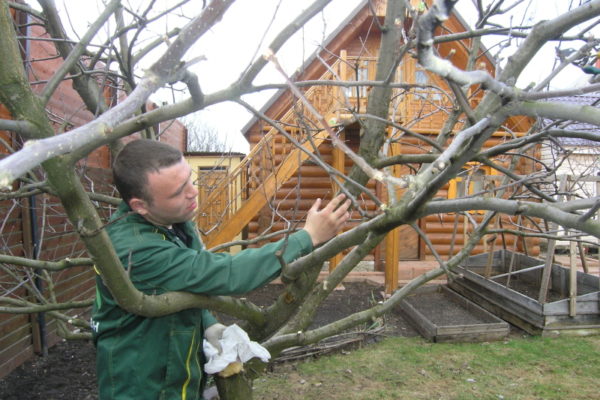  Phosphate fertilizers strengthen trees