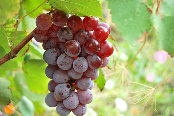  Lidia grapes