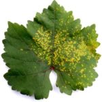  leaf mite