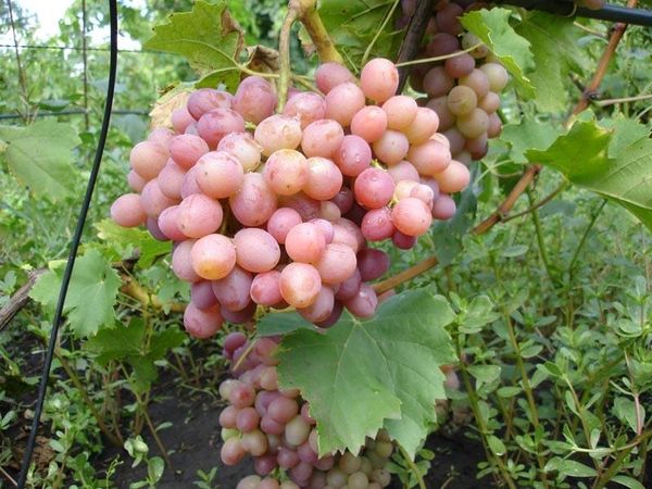  Grapes of Libya