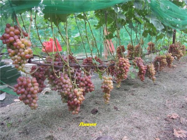  Advantages of Libya - early ripening and stable yield