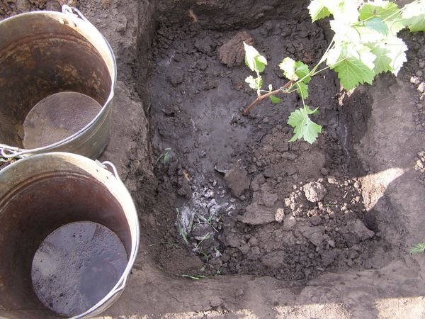  After planting, Libya sapling is watered with 30 liters of water.