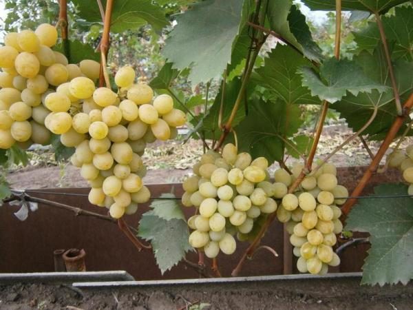  Grapes Augustine or Pleven