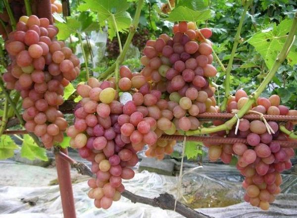  The best early grapes