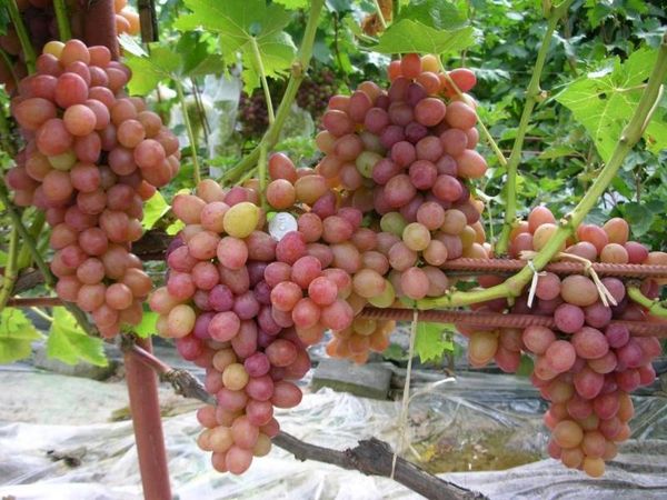  The best early grapes