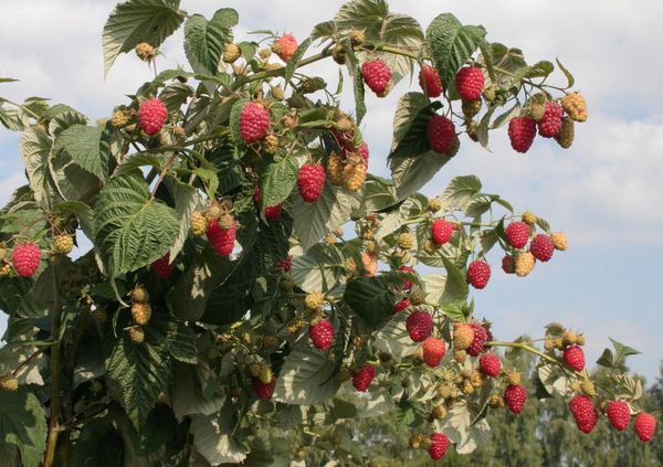  Raspberry care in the fall