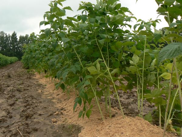  Mulching raspberries allows you to retain moisture in the soil