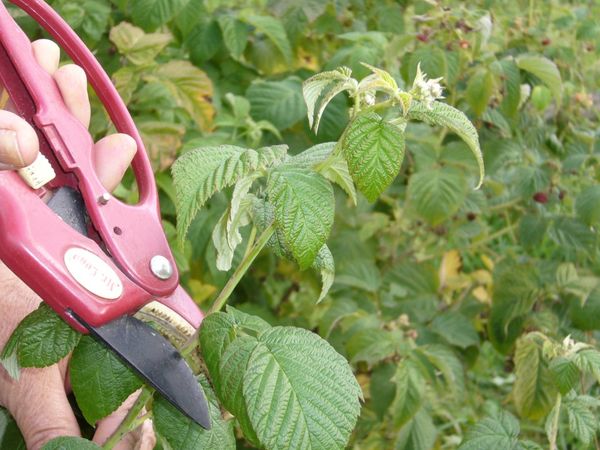 Pruning raspberry shoots thickening the bush