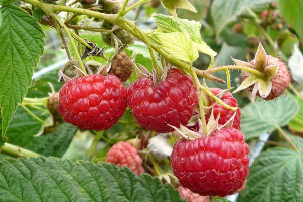  Autumn raspberry feeding is very important for future yields.