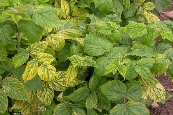  Yellow leaves of raspberry with green veins speak of iron deficiency.