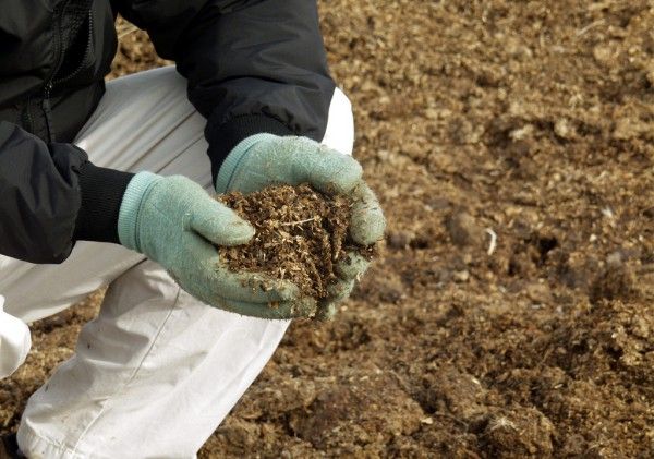  When feeding raspberries with chicken manure, it is very important to keep proportions