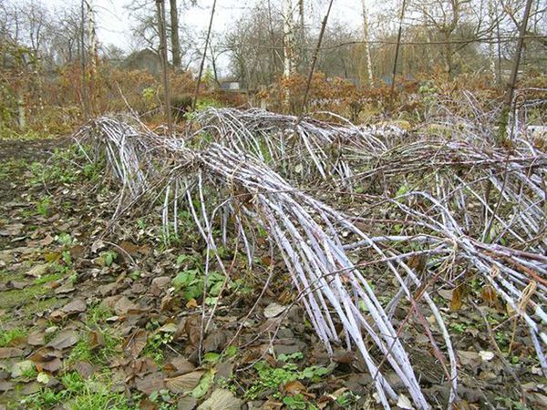  Raspberry bushes after pre-winter bending down