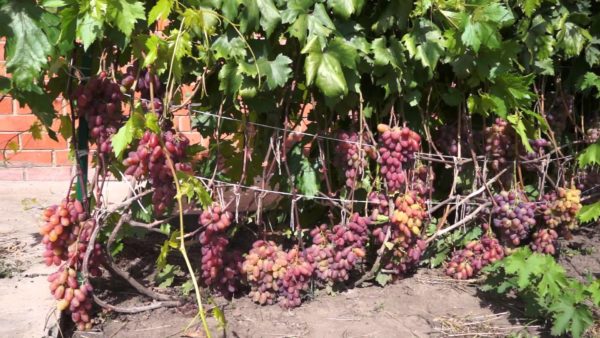  Ripe grapes on the vine