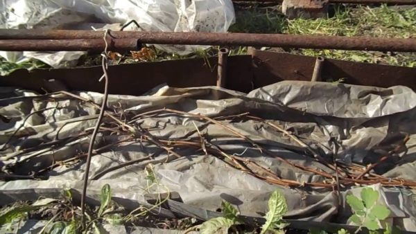  One of the ways to shelter vineyards for the winter