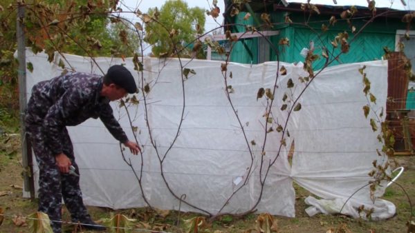  Selection of grape branches for cutting