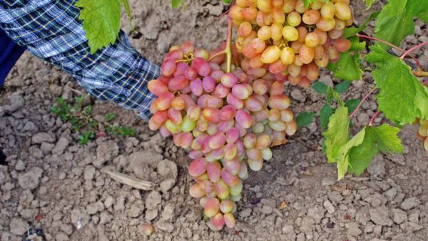  Grown grapes of Julian
