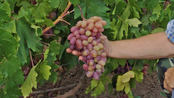  It is very important to take into account the characteristics of the selected variety and its resistance to frost before planting.
