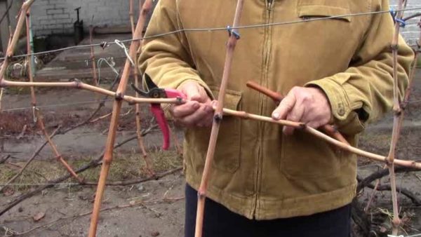  Vine for cuttings